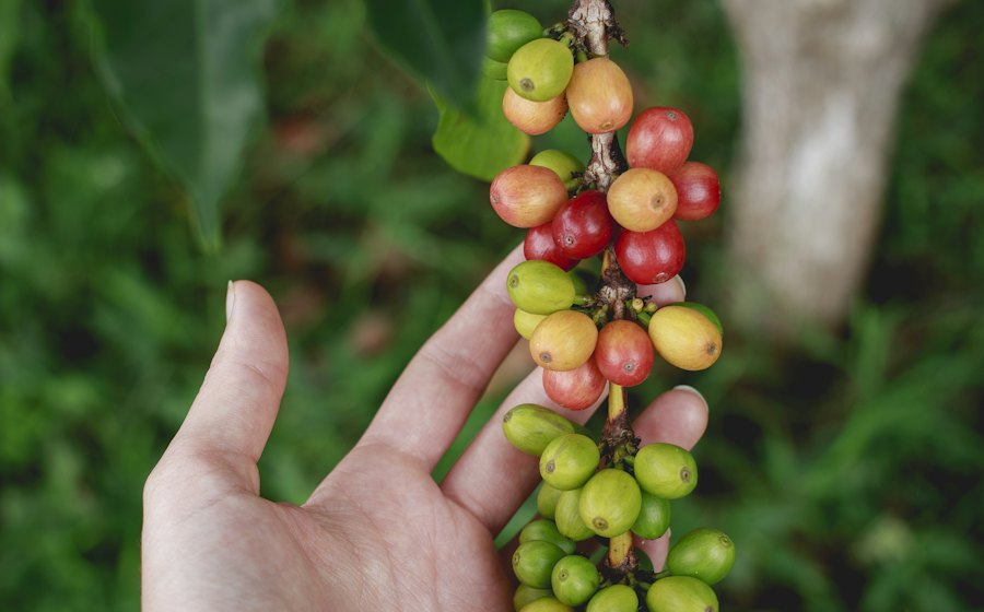 Mano sosteniendo una rama con granos de café maduros